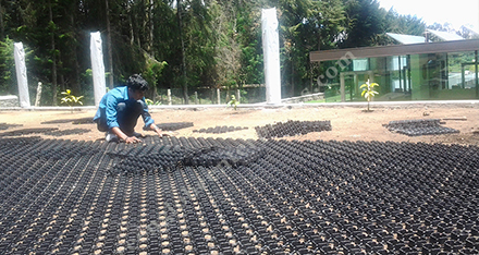 Grass Paver