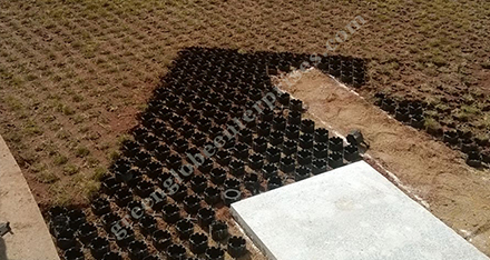 Grass Paver