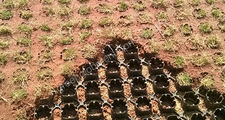 Grass Paver